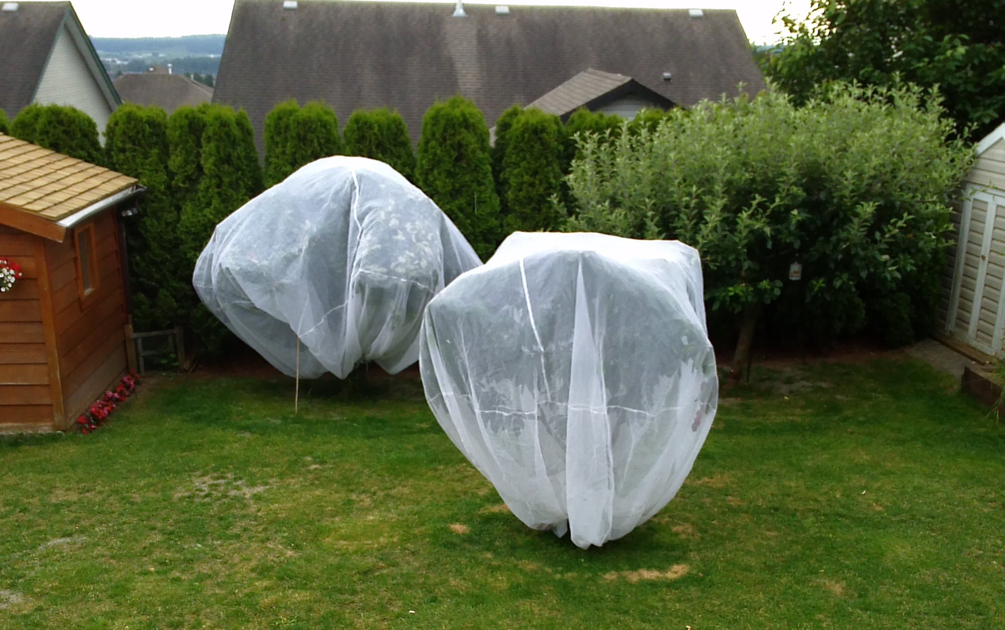 Cubierta Kootenay Cubo de 12 pies Fruit Tree Covers